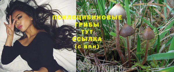 индика Бородино